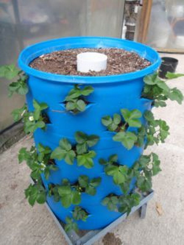 Self-Watering Barrel Garden In A 55 Gallon Drum. 