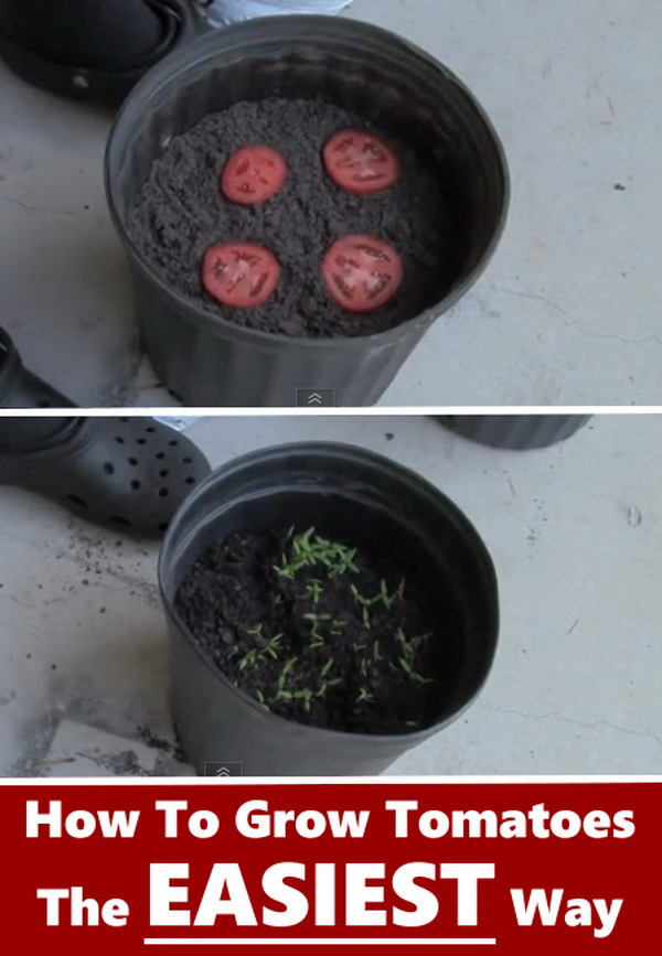The Easiest Way to Grow Tomato Seedlings. 
