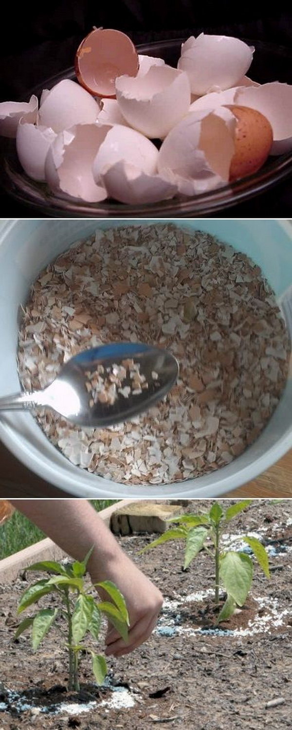 Sprinkle Crushed Eggshells Around Your Plants To Protect Them. 