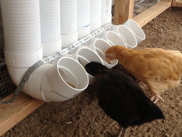 DIY PVC Pipe Chicken Feeder. 