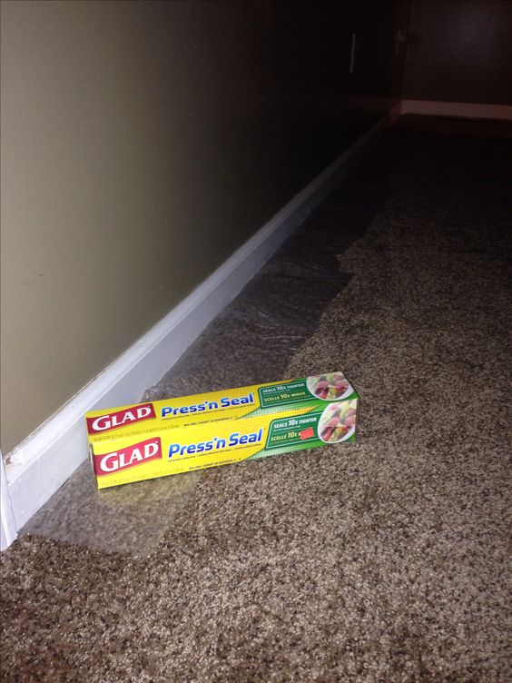 Painting Baseboards? Protect Your Carpets with Press'n Seal!. 